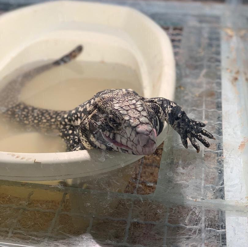 Lizards Land景点图片