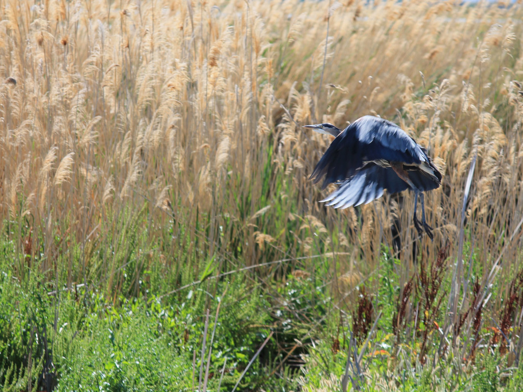 Bear River Migratory Bird Refuge景点图片