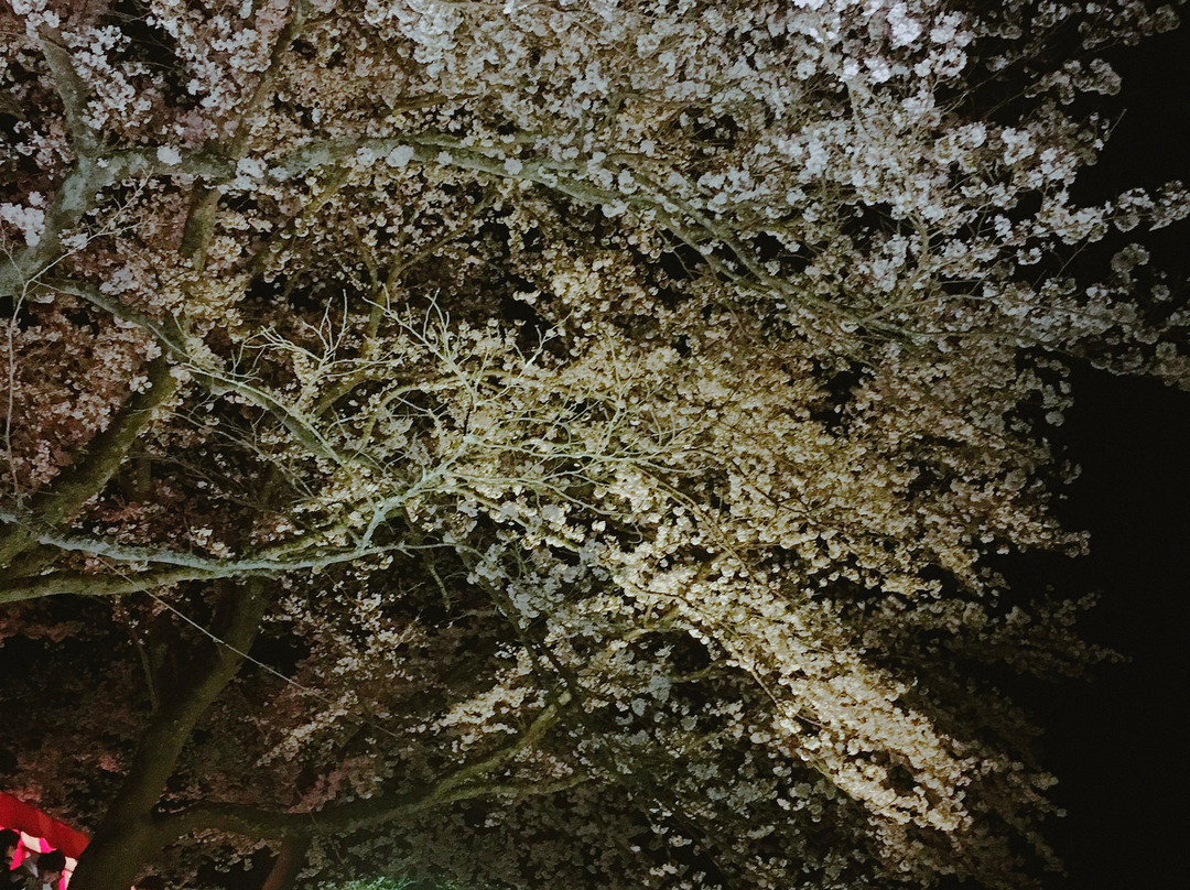 Hikawateibou Cherryblossom Street-云南市必去景点