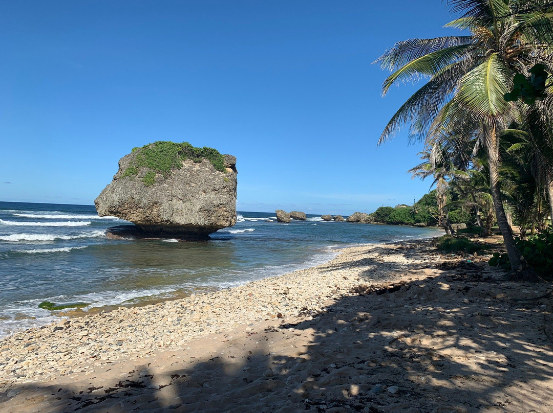 Coconut Tours-布里奇顿必去景点