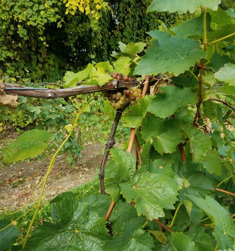 Fenn Valley Vineyards景点图片
