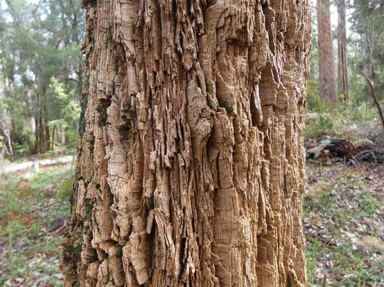 Four Aces-Manjimup必去景点