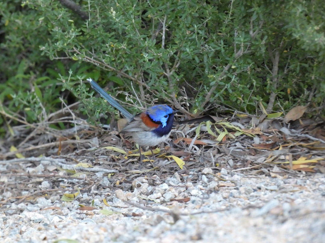 Hamersley Inlet-Hopetoun必去景点