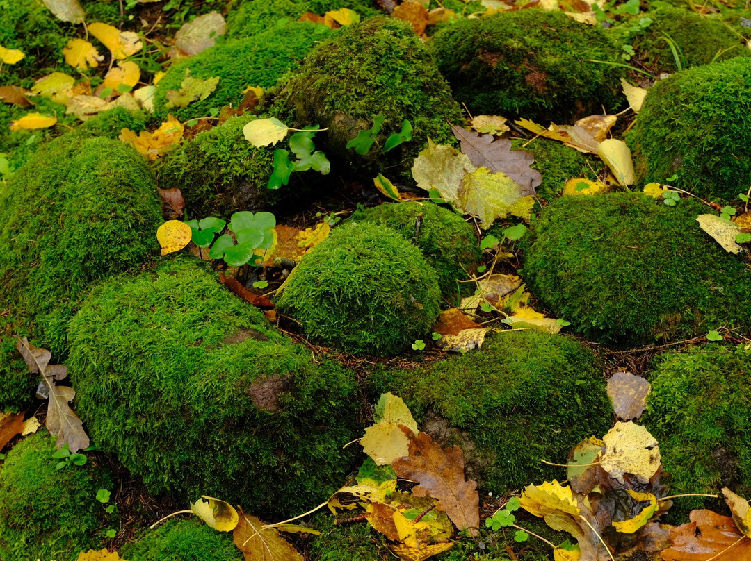 Pokaiņi Forest-Dobele必去景点