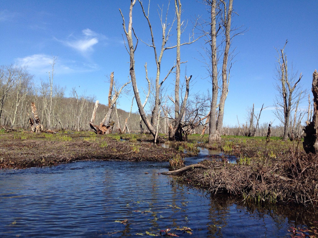 Great Swamp Wildlife Management Area景点图片