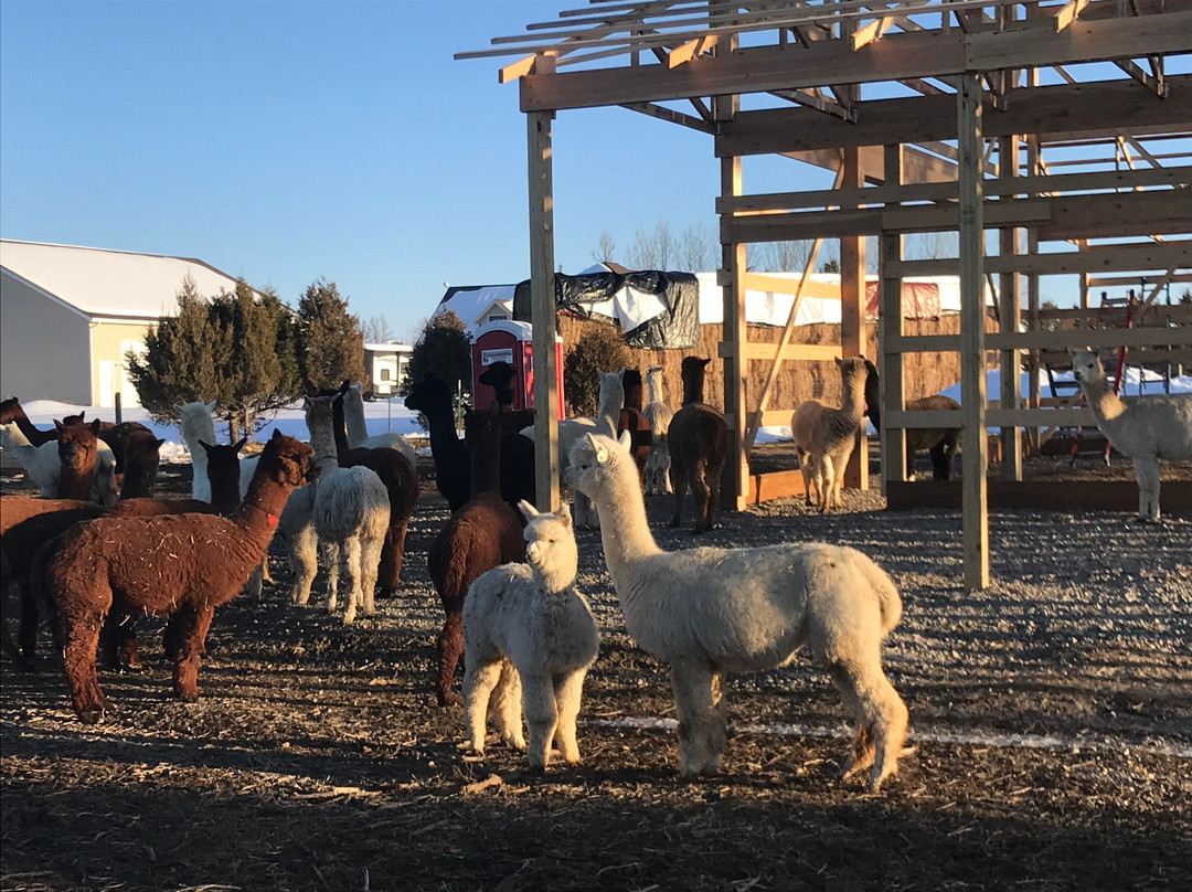 Sentinel Ranch Alpacas-贝尔格莱德必去景点