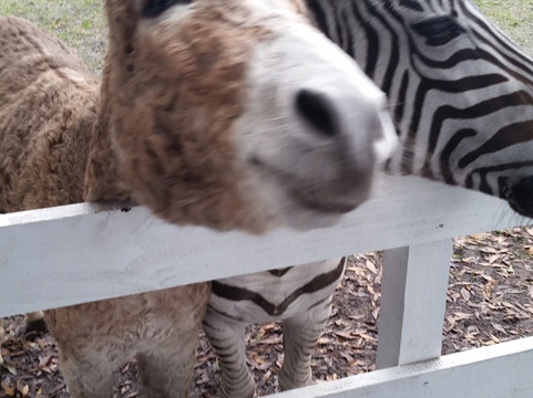 Odessa旅游景点-Odessa Wildlife Rescue and Sanctuary