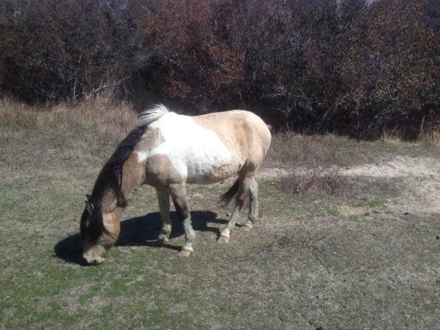 Chincoteague Natural History Association  Wildlife Tour景点图片