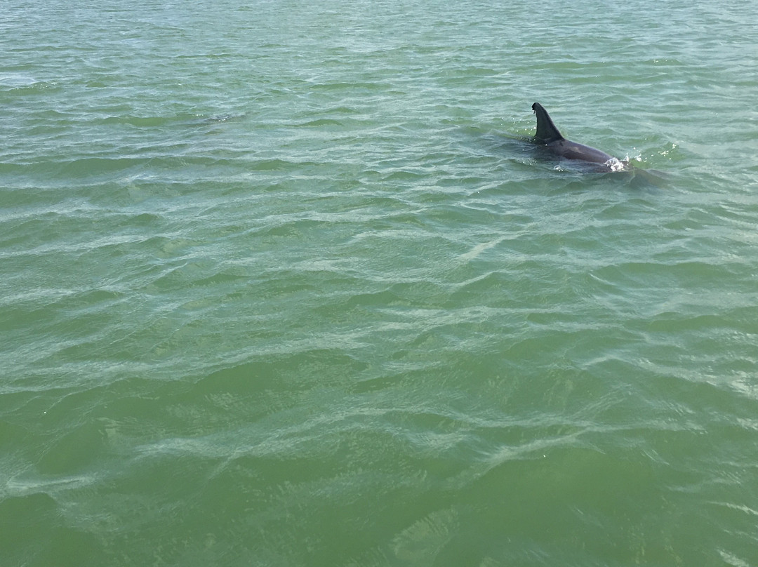 Dolphin Connection-Ingleside必去景点