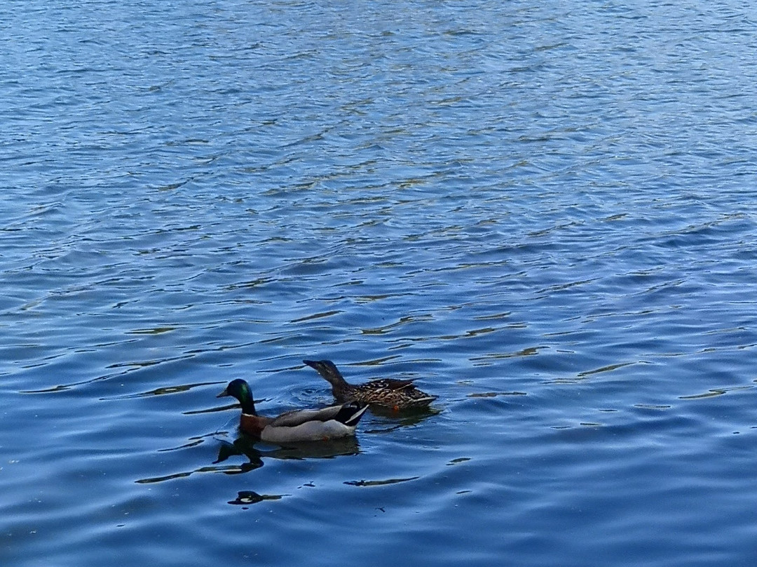 Haysden Country Park景点图片