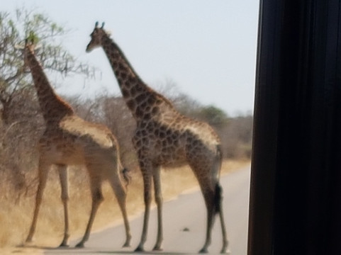 Dawn to Dusk Safaris