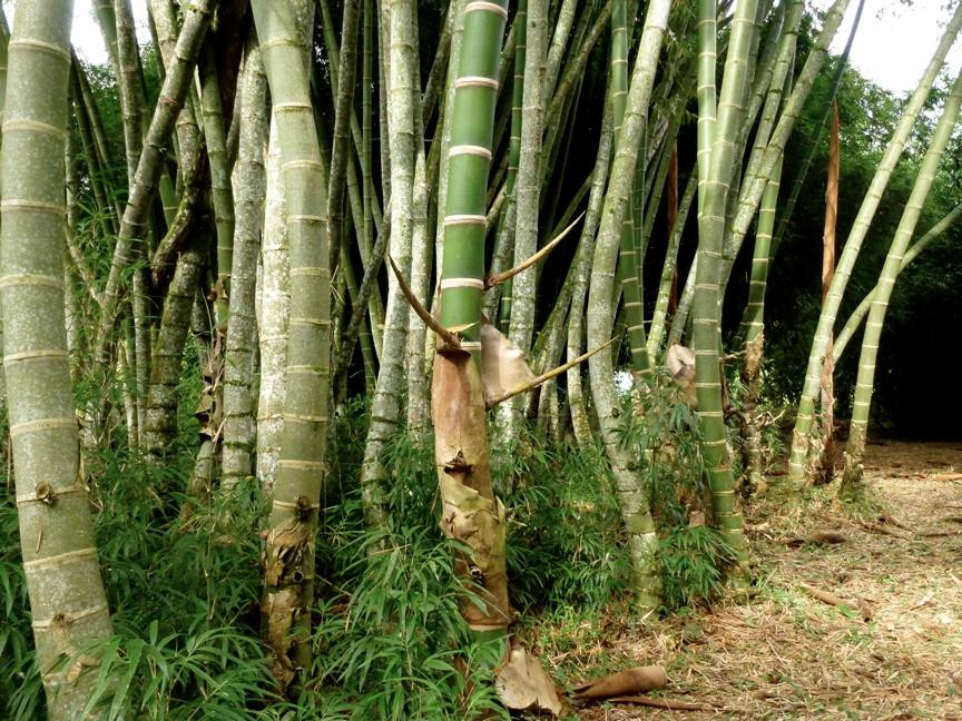 El Paraiso del Bambu y La Guadua景点图片