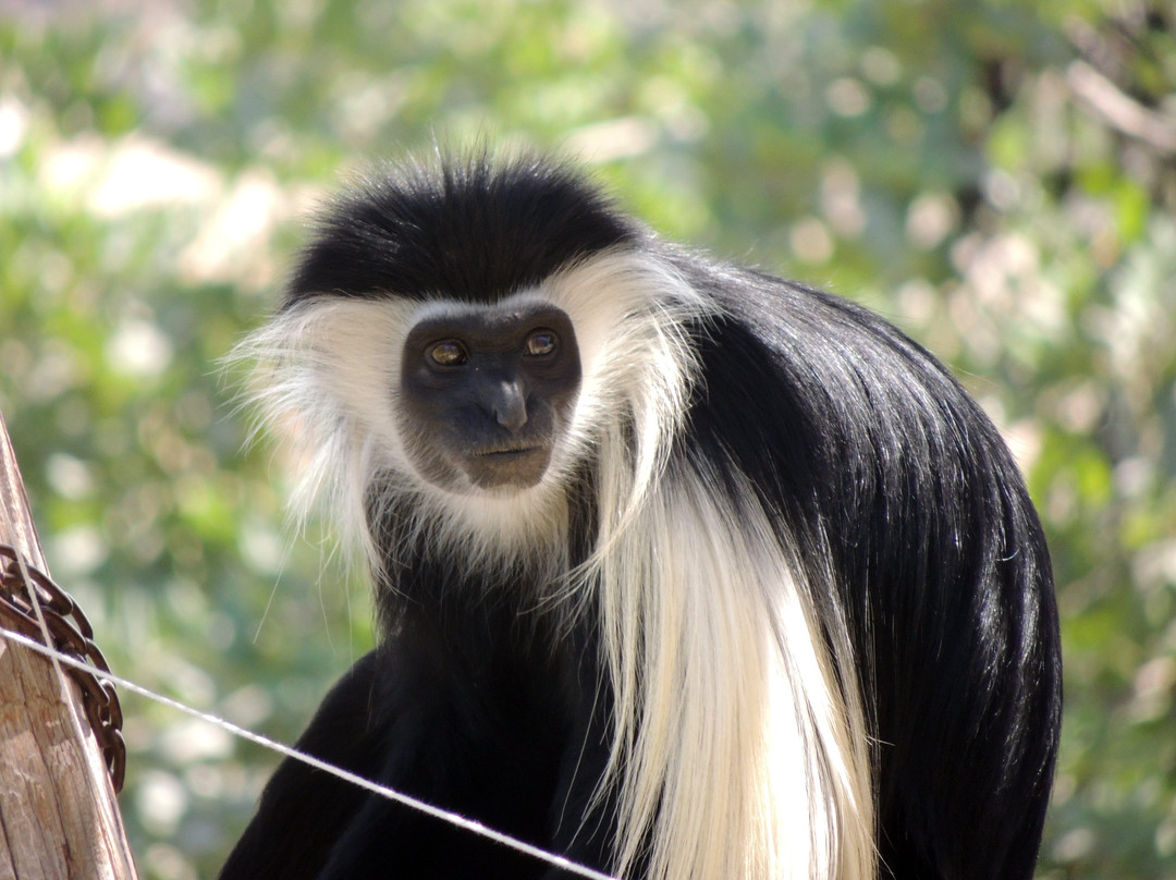 Monkey Park-Modiin必去景点