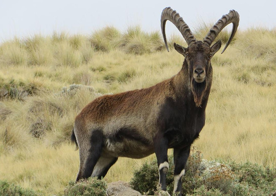 Royal Gondar Tours & Trekkings-贡德尔必去景点