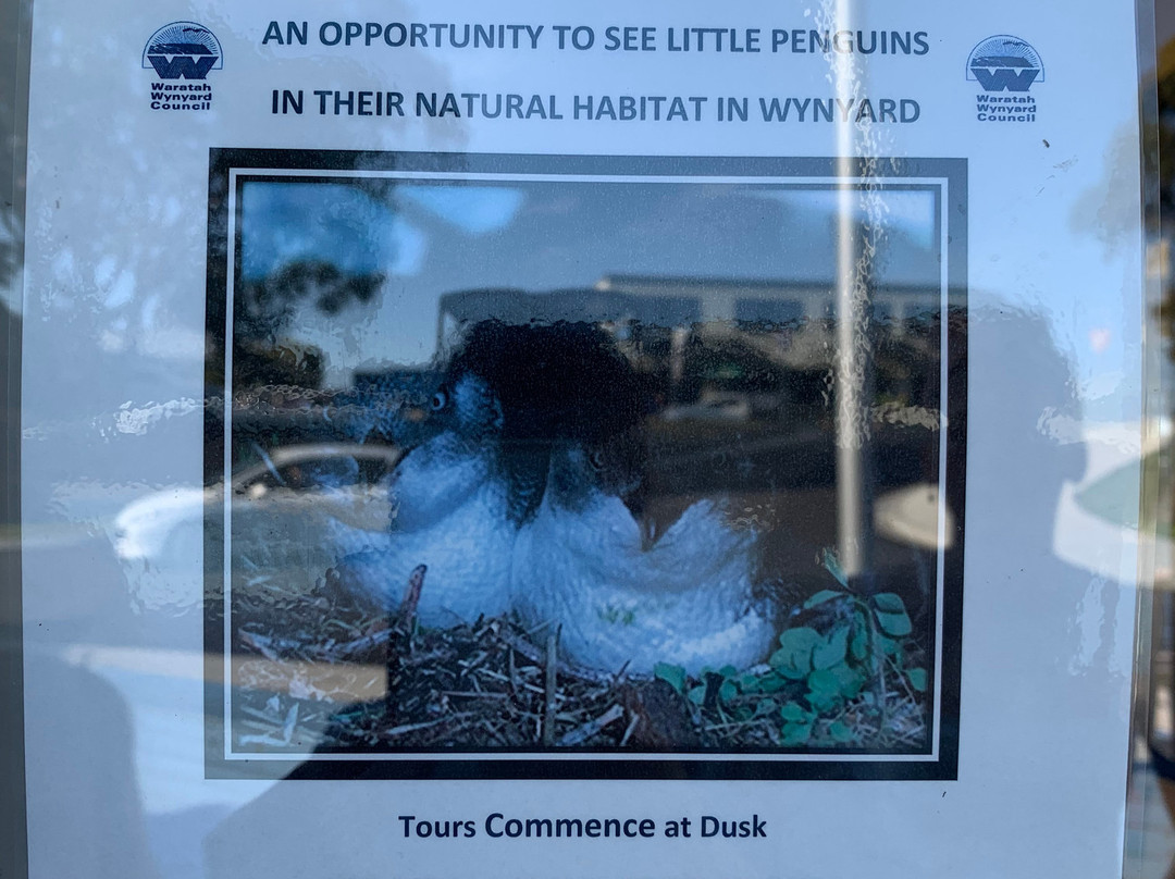Wynyard Penguin Tours-温耶德必去景点