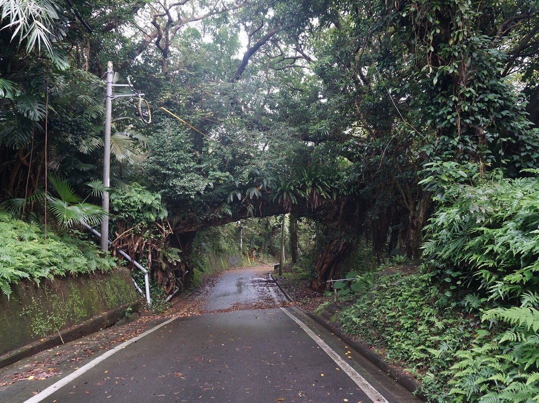 Arch of the Banyan Tree景点图片