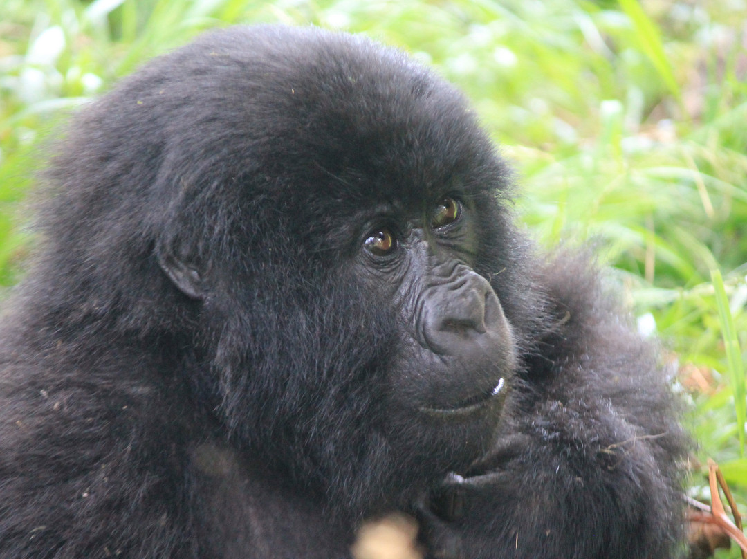 Musana Tours & Travel Uganda Ltd-恩德培必去景点