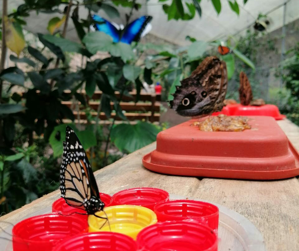 El Jardin de las Mariposas景点图片