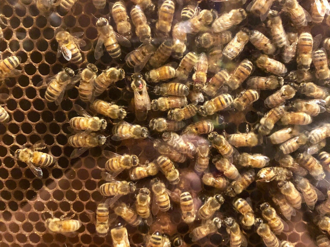 Honeyville-杜兰戈必去景点