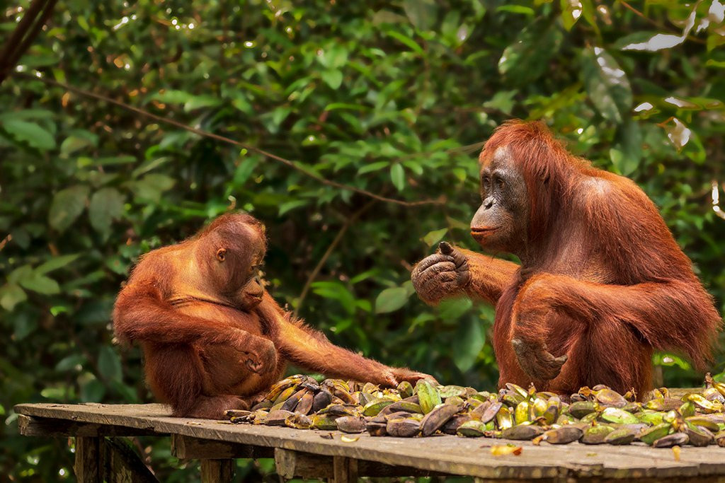 Orangutan Trekking Tours景点图片