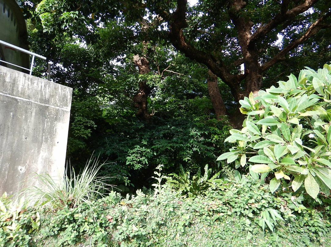 Shurikinjocho Oakagi Tree-那霸市必去景点