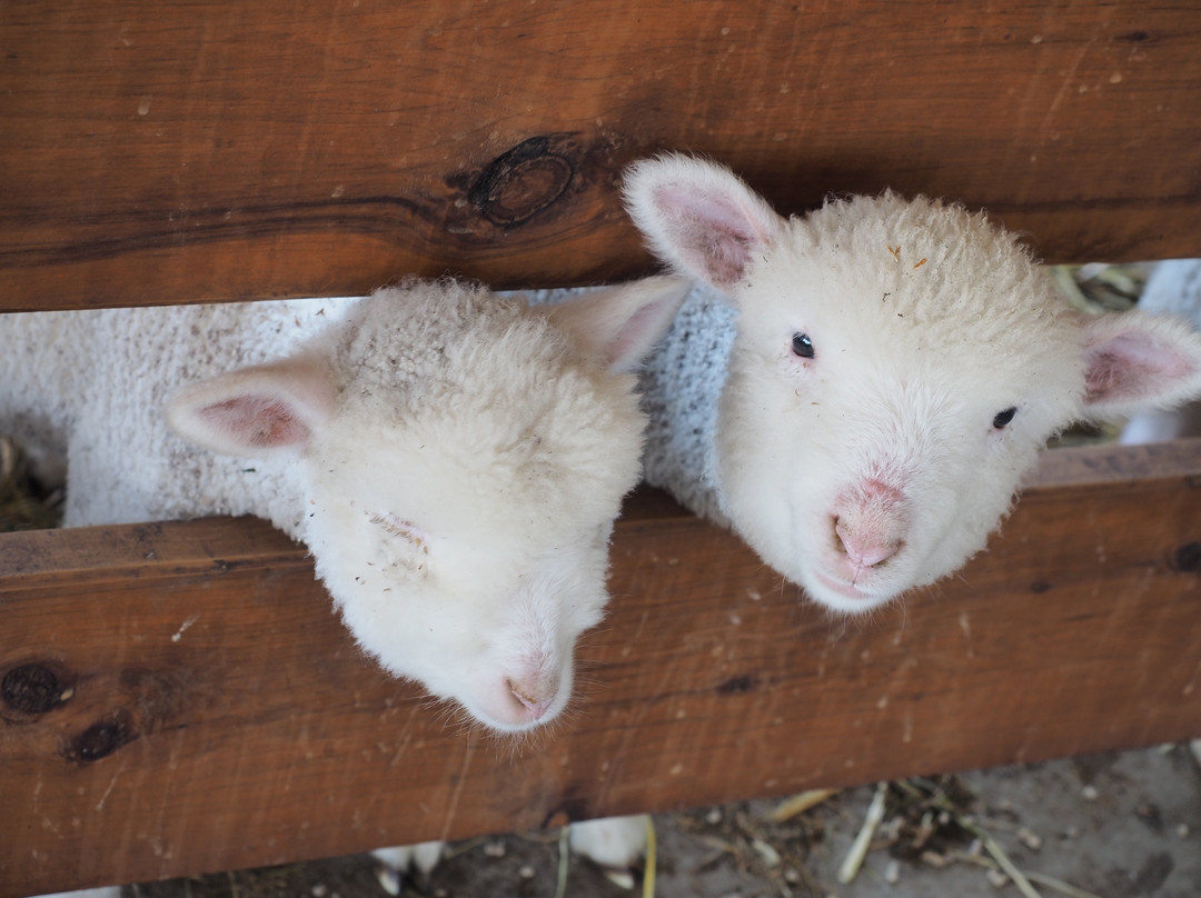 Creswick Woollen Mills-Creswick必去景点