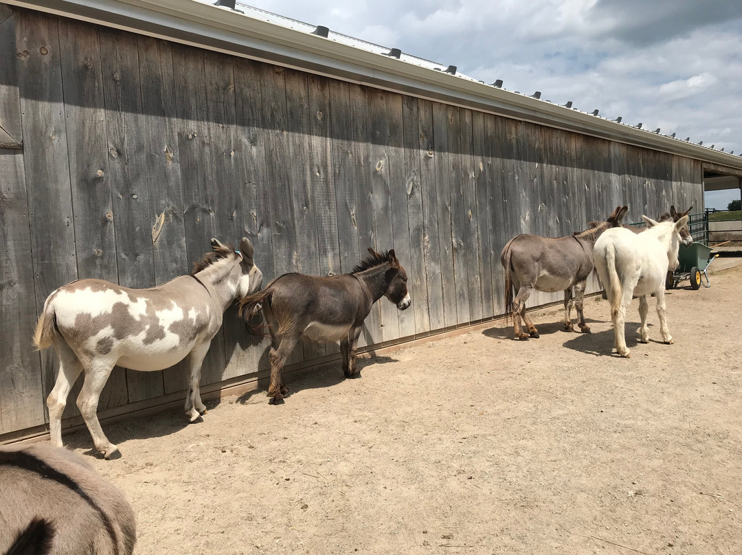 Donkey Sanctuary Of Canada-Puslinch必去景点