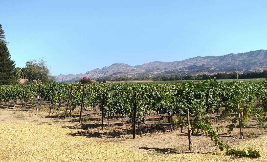 Robert Biale Vineyards景点图片