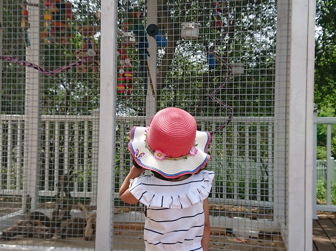 South Padre Island Birding, Nature Center & Alligator Sanctuary-南帕诸岛必去景点