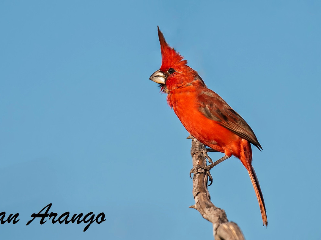 Quetzal Birdwatch景点图片