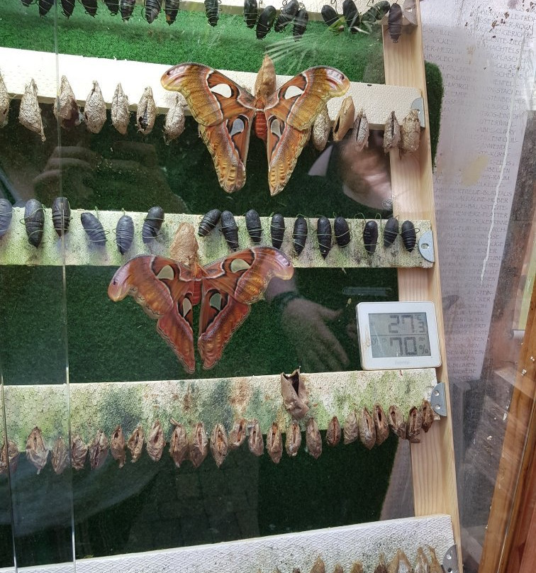 Allgäuer Schmetterling Erlebniswelt景点图片