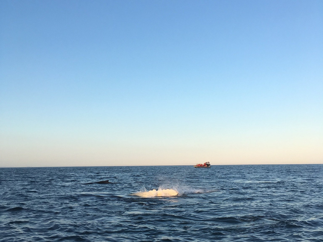 Island Cruises Whalewatching-Campobello Island必去景点