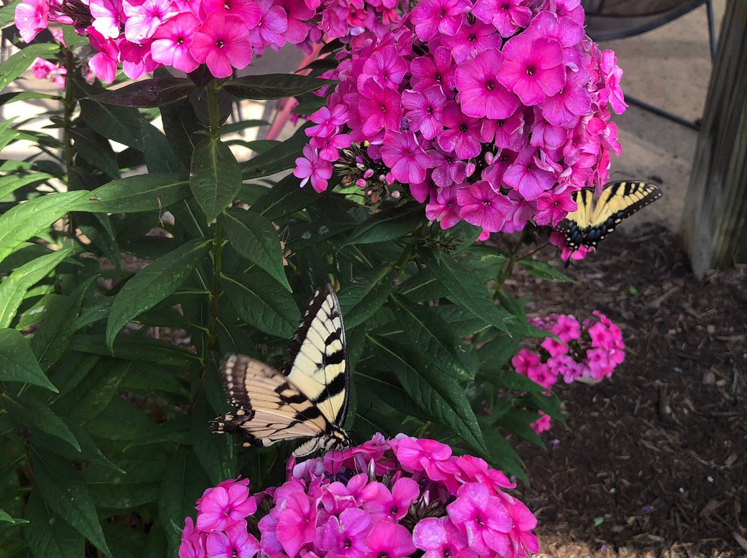 Cardinal Point Vineyard and Winery-Afton必去景点