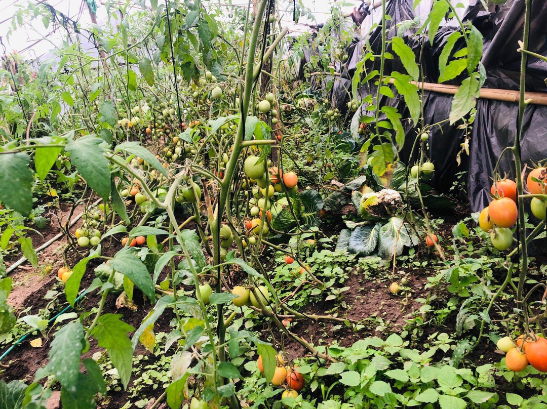 Paldor Peak Guest House主图