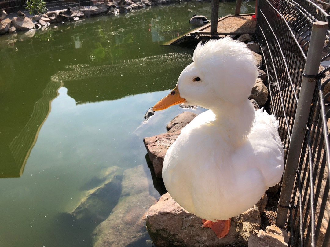 Les Canards de la Germaine主图