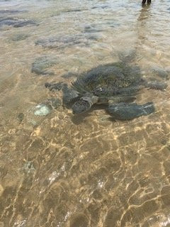 Hikka Sandy Pearl Beach Resort主图