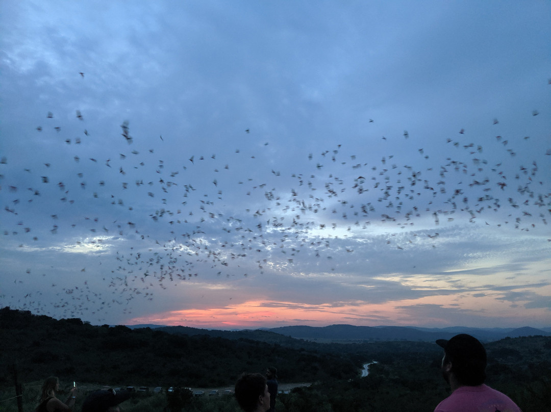 Frio Bat Flight Tours景点图片