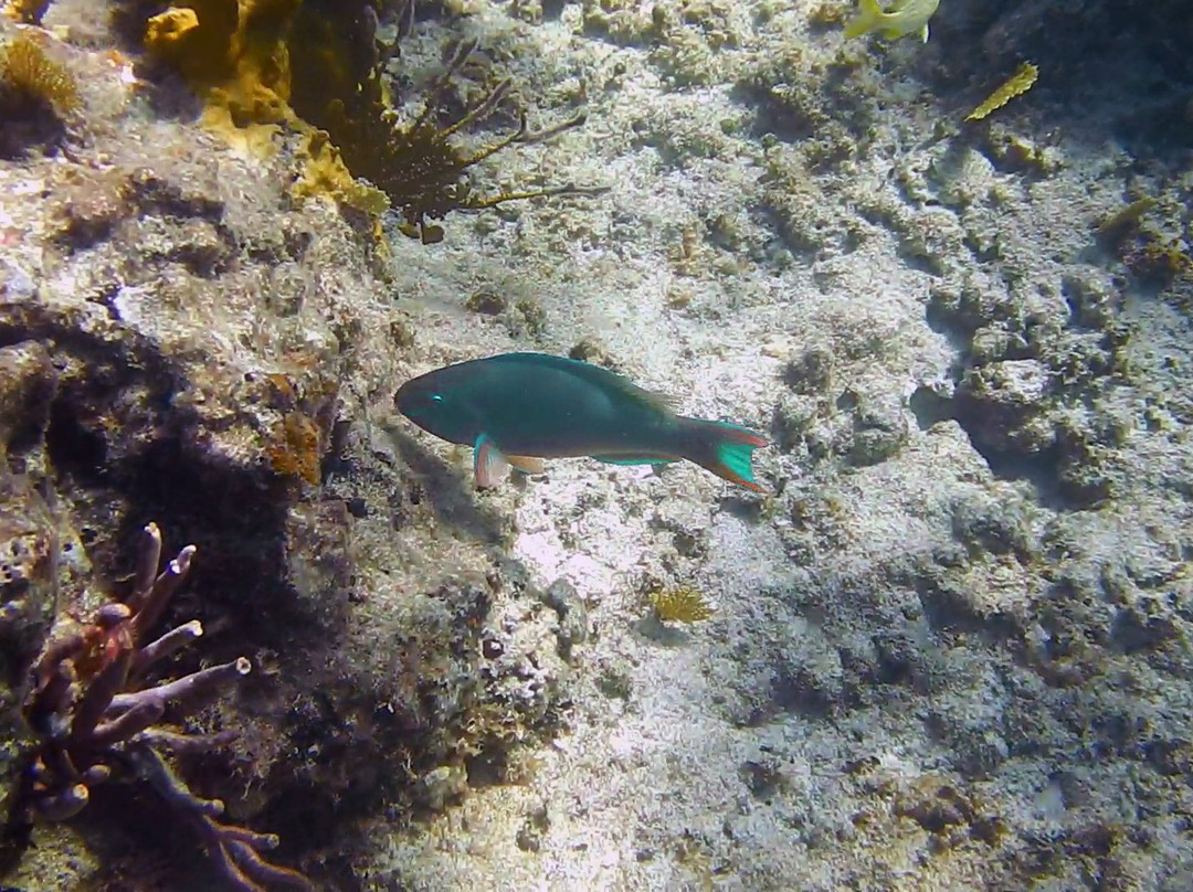 Paradise Cove Beach Resort主图