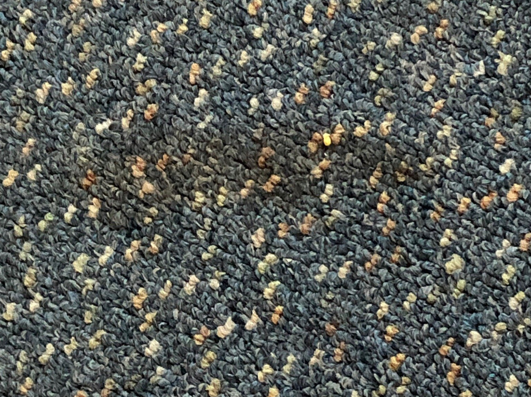 Forster Motor Inn主图