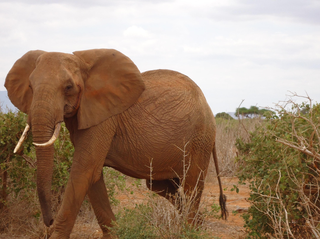 Safari Typique-蒙巴萨必去景点