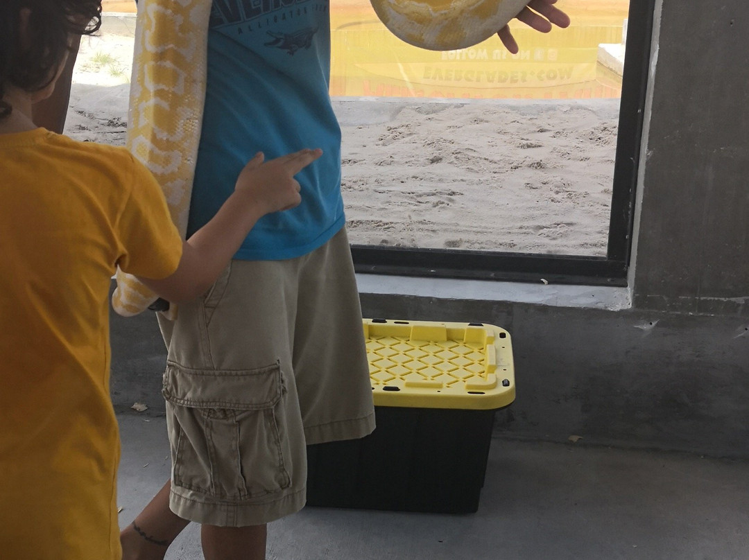 大沼泽地鳄鱼场-霍姆斯特德必去景点