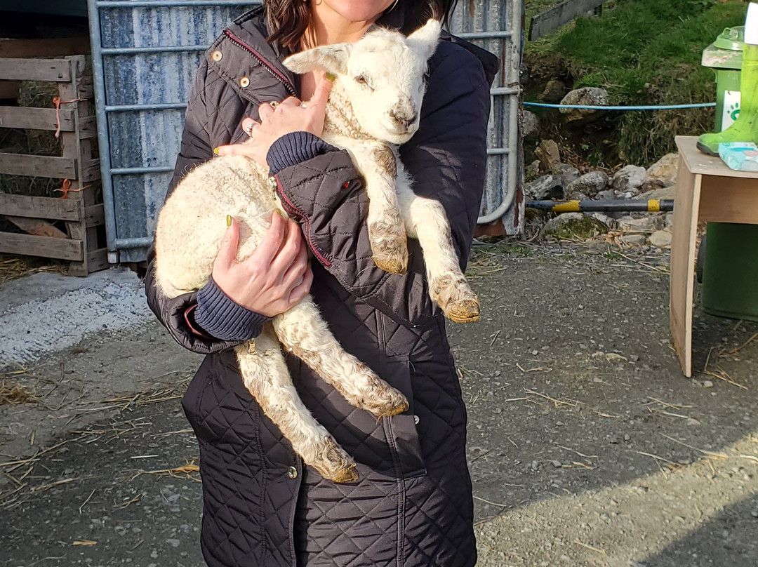 West Kerry Sheep Dog Demonstrations景点图片
