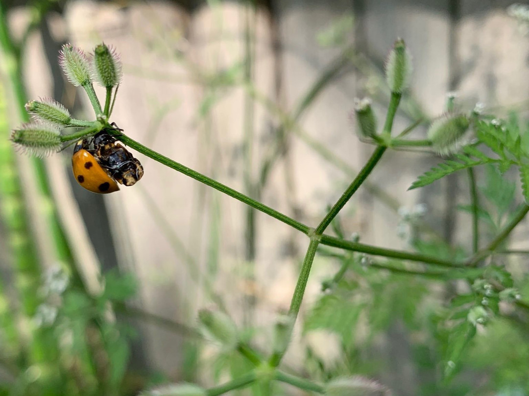 KYOTO NATURE TOURS-京都市必去景点