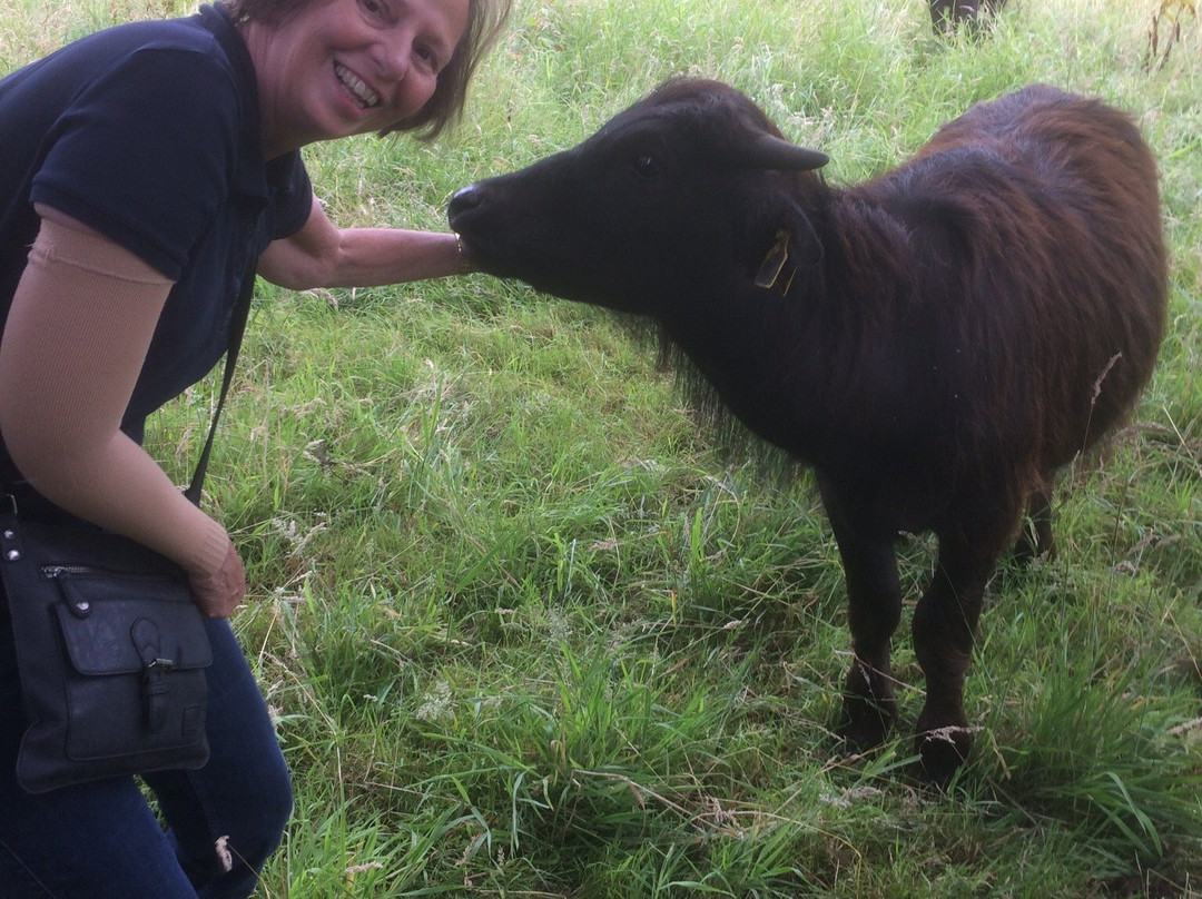 De Stoerderij Waterbuffels-Son en Breugel必去景点