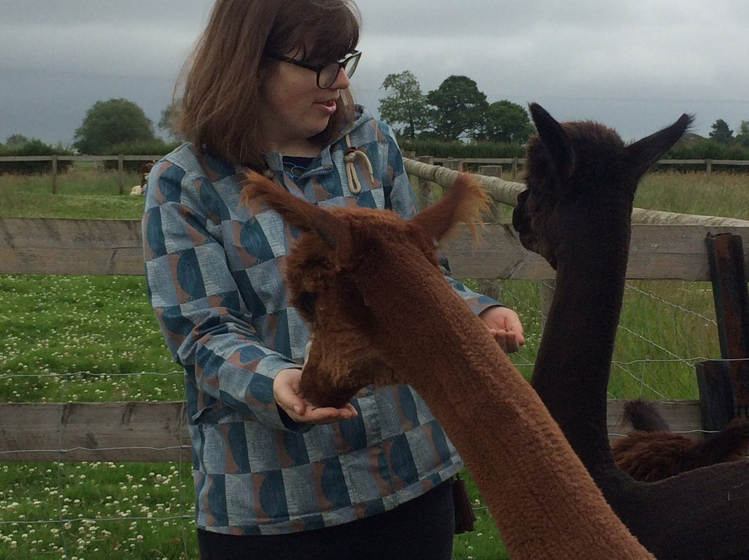 Clivewood Alpacas-什鲁斯伯里必去景点
