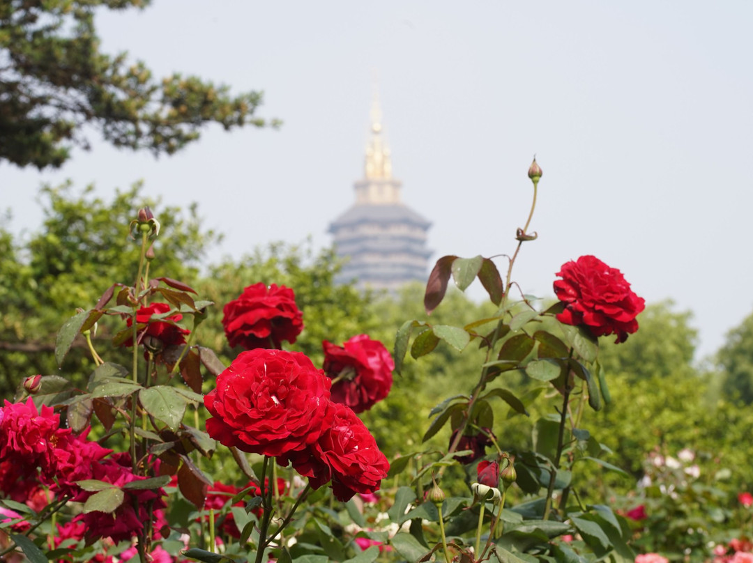 红梅公园-常州市必去景点