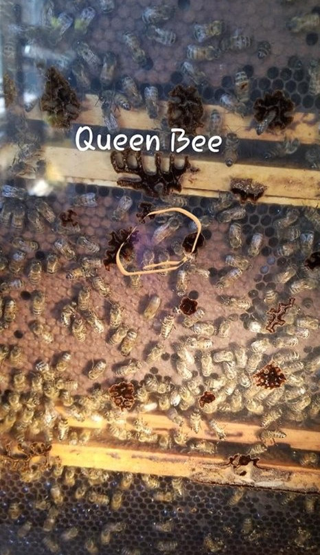 Sweet Betsy Farm-Marion必去景点