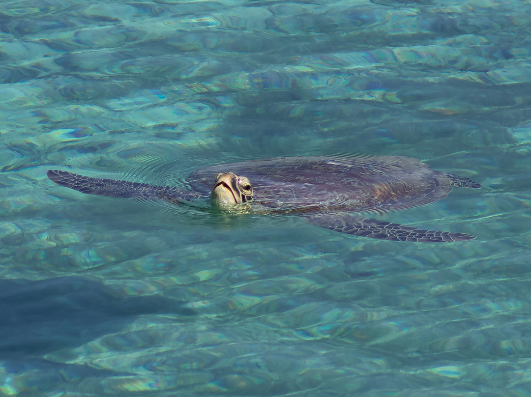 Maratua Guesthouse主图