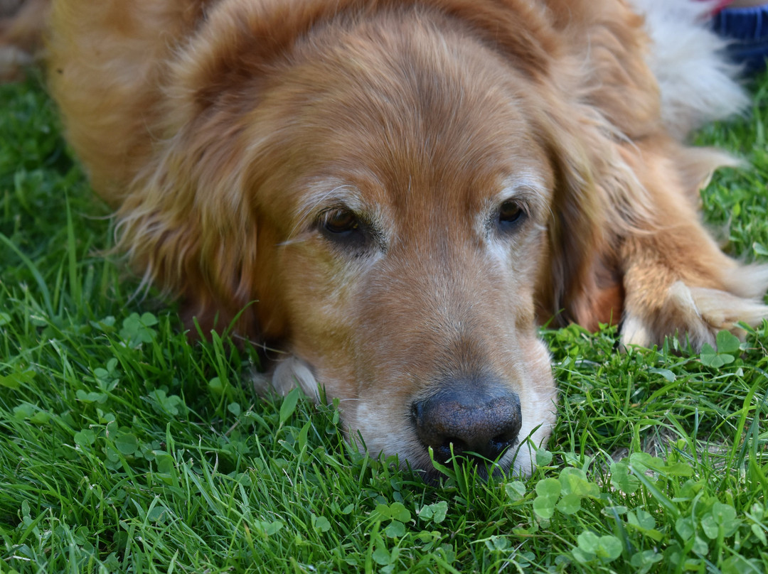 Trout House Village Resort主图