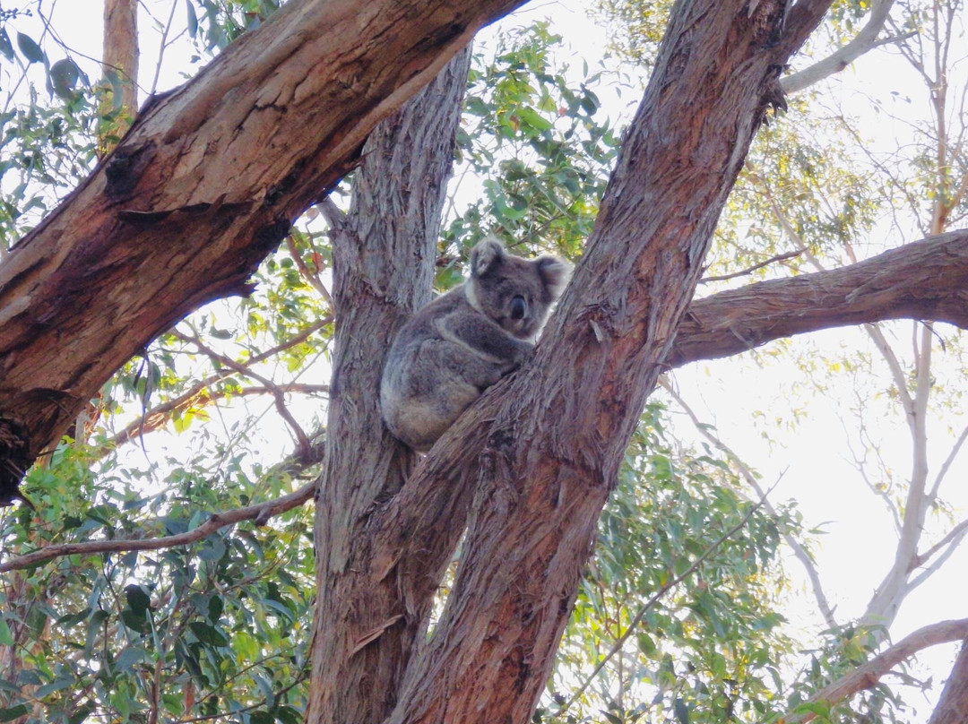 Peninsula Gardens Bushland Reserve景点图片